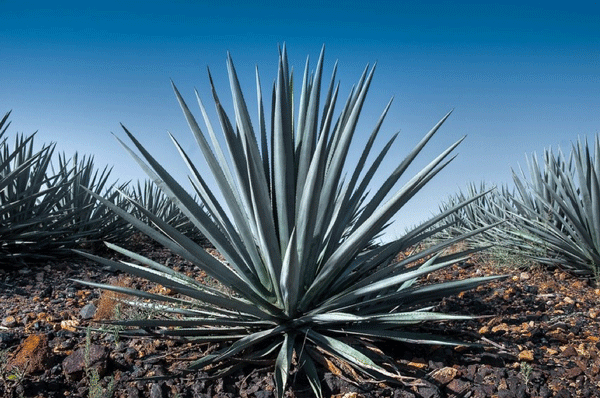 agave