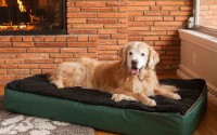 Pet Furniture For Dogs