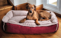 Dog-Beds-for-Sale