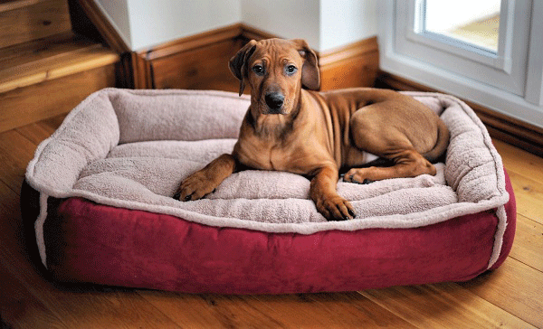 Dog-Beds-for-Sale