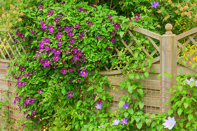 climber plants