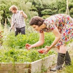 Garden Beds