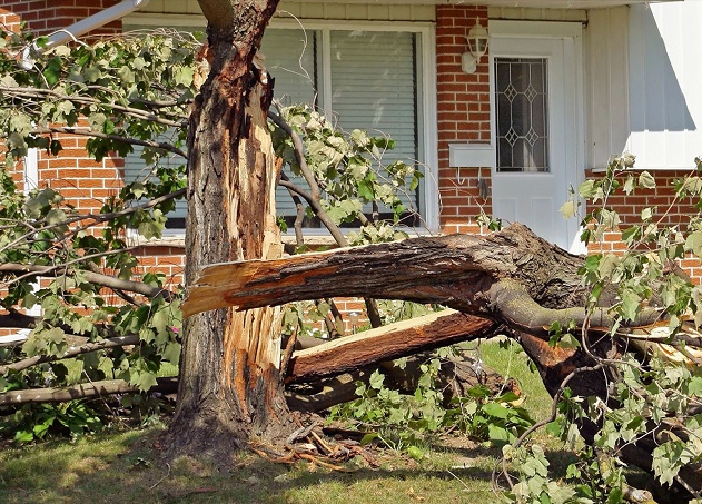 professional-tree-care