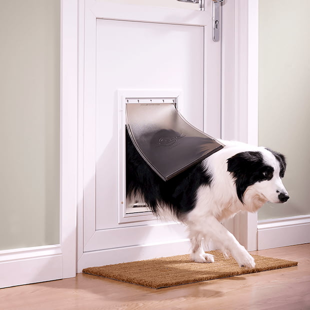 dog going through pet door