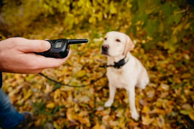 dog with training collar on his neck