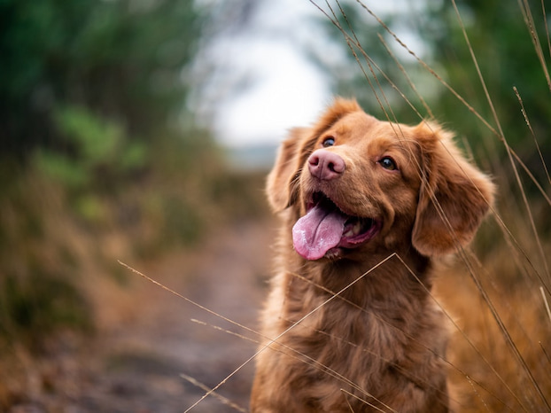 cute dog smiling