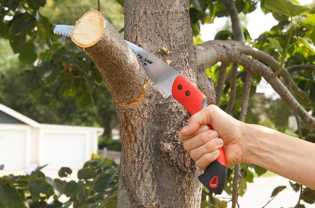 girl cutting tree branches