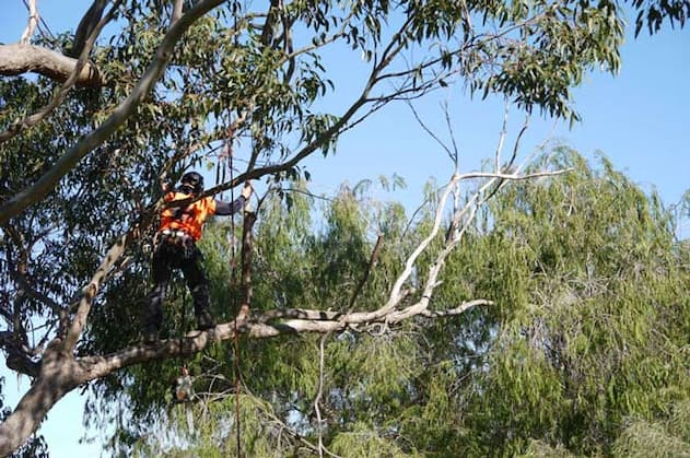 removing deadwood from tree