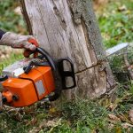 tree removal on tree