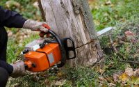 tree removal on tree