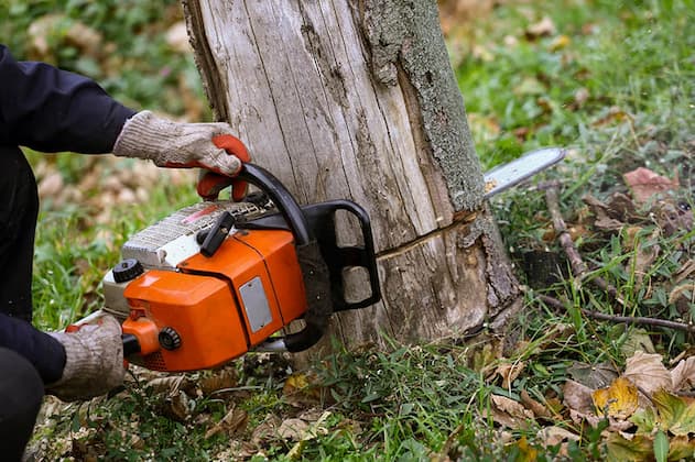 tree removal on tree