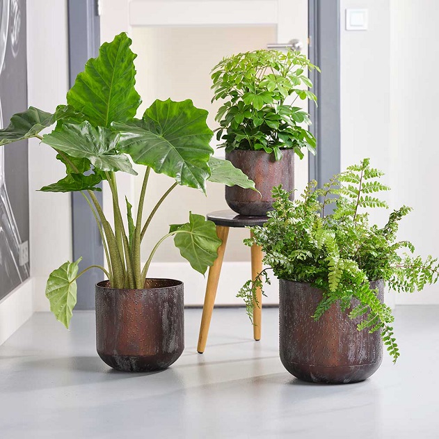 Metal plant Pots indoor