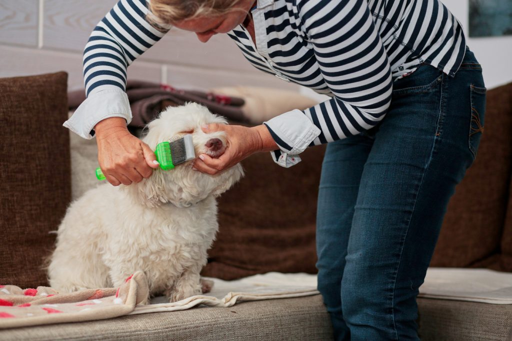 grooming clipper