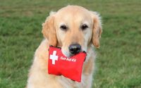 a dog holding a first aid kit in his mouth